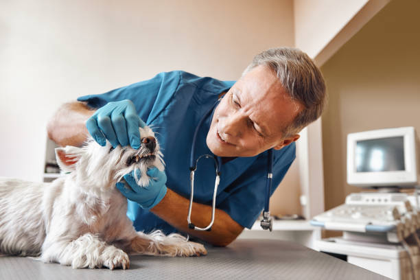 Best Same-Day Emergency Dental Services in Munsey Park, NY